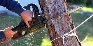 How Our Tree Care Process Works  in  Garner, NC